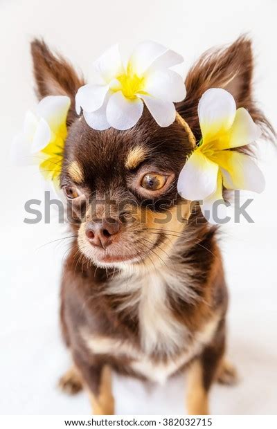 Cute Chihuahua Dog Wearing Flower Crown Stock Photo Edit Now 382032715