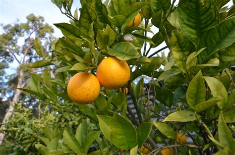 Why You Should Grow Citrus In Pots My Productive Backyard Learn To