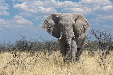 Elephant - Elephant in Etosha National Park, Namibia. | Elephant photography, Elephant, Elephant ...