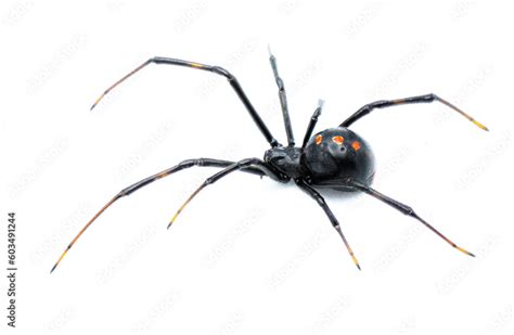 Latrodectus Mactans Southern Black Widow Or The Shoe Button Spider