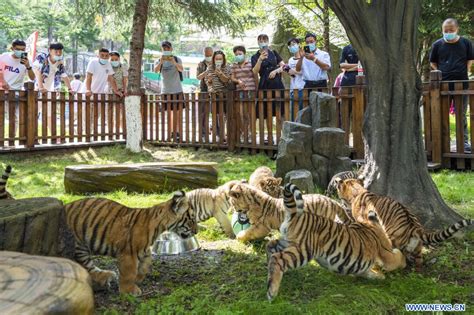 Tigres Siberianos En Centro De Cr A De Felinos Hengdaohezi De China En