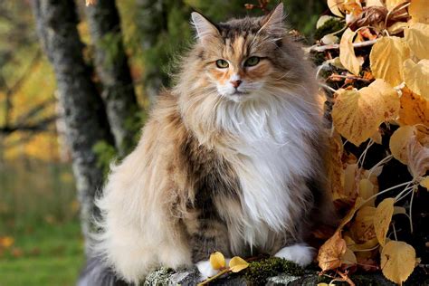 Norwegian Forest Cat Breed Profile Characteristics And Care