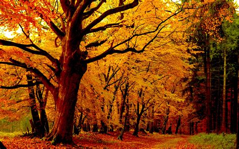 Path In Autumn Forest Hd Wallpaper Background Image 2560x1600 Id