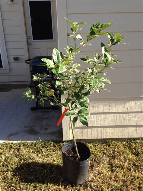 We did not find results for: Our Eureka variegated pink lemon tree Arial! | Jardinería
