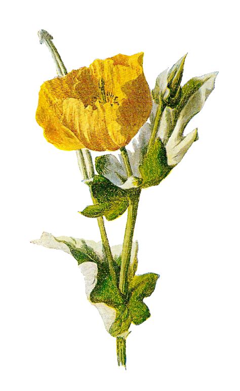 Antique Images Digital Download Wildflower Image Botanical Art Yellow