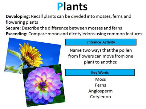 Gcse Biology Plant Classification Lesson 3 Teaching Resources