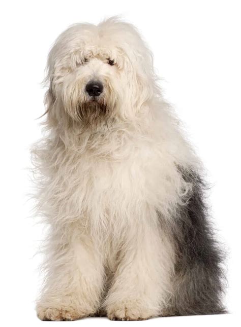 Everything To Know About Old English Sheepdog And Faqs K9 Web