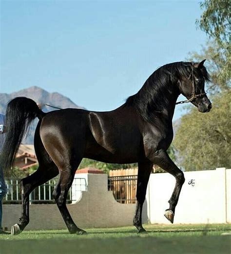 Black Beauty Arabian Stallion Horse Black Arabian Horse Horses