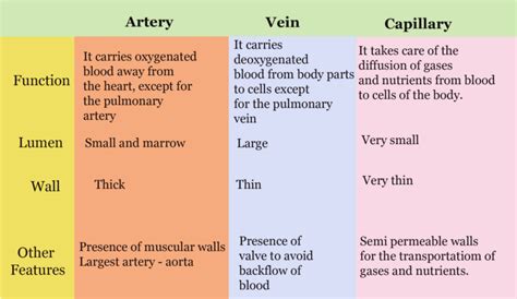 Structure Of Blood Vessels Gcse Geography Revision Notes