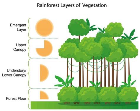 See more ideas about canopy, slime mould, grasshopper rhino. Emergent Canopy Understory Forest Floor & Whlay3.gif ...