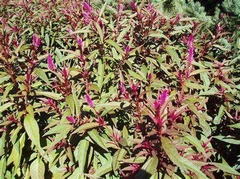 Maybe you would like to learn more about one of these? Rotary Botanical Gardens - Hort Blog: Impactful Wheat Celosias
