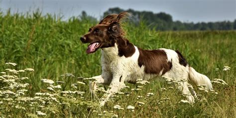 Click here to read all about the fascinating reasons behind this mystic cat behavior. Why Do Dogs Get the Zoomies? | Sporcle Blog