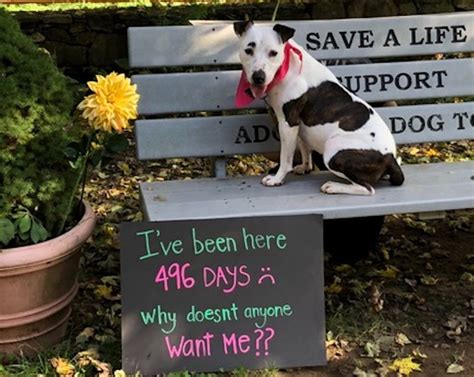After 500 Days at Adopt-a-Dog's Shelter, This Pup Needs a Home ...