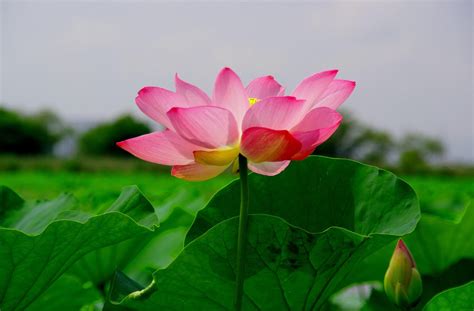 Lotus Leaf Green Wallpaper Hd Flowers 4k Wallpapers Images And