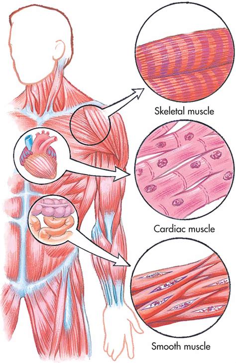 Smooth Muscle Diagram Labeled Draw Well Labelled Diagrams Of Various