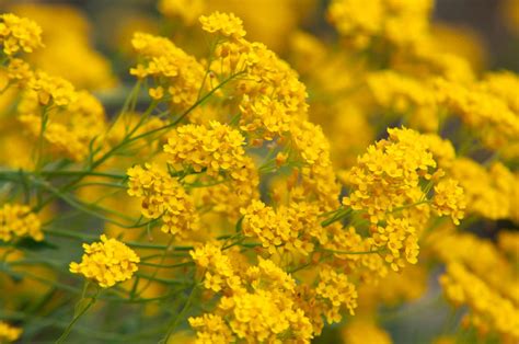 An Incredible Collection Of Full 4k Yellow Flower Images 999 Top Picks