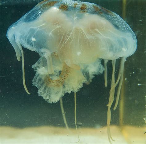 Stinging Nettle Jellyfish Gulf Specimen Marine Lab