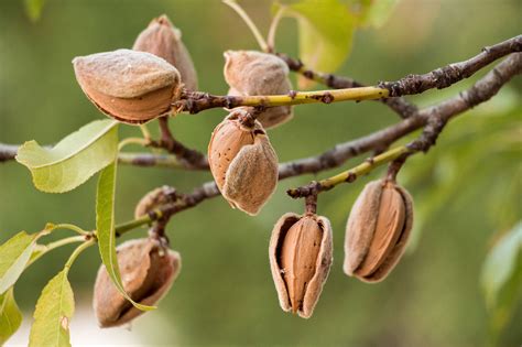 Finding A Greater Use Of Almond Byproducts Agdaily