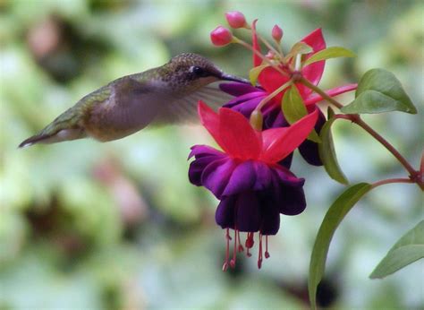 We did not find results for: hanging purple flower with hummingbird | tbd | Pinterest