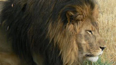 Infographie Les Lions Bientôt En Danger Dextinction à Létat Sauvage