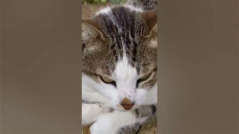 Милый кот сел на пенёк 😹 Funny Cute Feral Cat Seat On Stamp 😻 Kucing