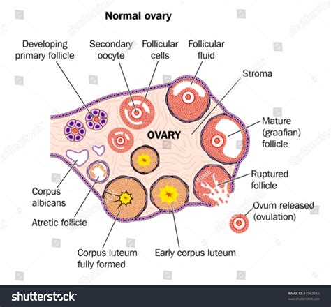 Diagramatic Representation Normal Human Ovary Labeled Stock Vector