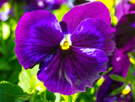 25 Purple Flower Ideas For Your Garden Pots And Planters