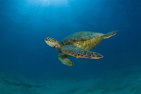 Sea Turtle Wallpaper Backgrounds 55 Images