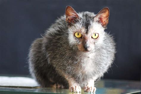 Lykoi Cat Breed Information And Characteristics Daily Paws