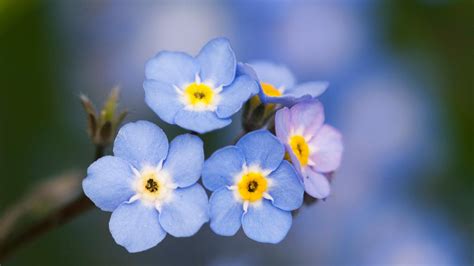 Free Photo Blue Flowers Blue Bright Color Free