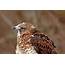 Broad Winged Hawk Pro Photograph By Debbie Oppermann