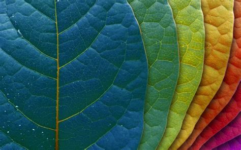 Multicolor Leaves Spectrum Creative 1920 X 1200