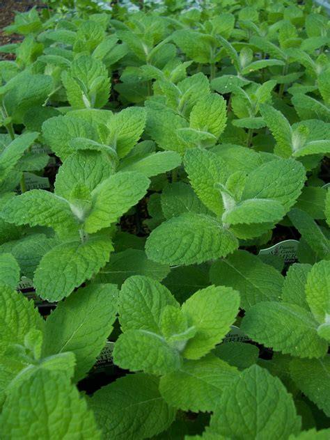 Types Of Mint - Database Plants