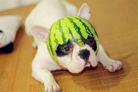 Hilarious Doggie Wearing A Watermelon Hat Cute Dog Pictures Cute