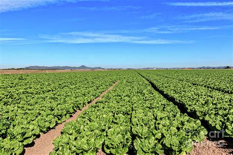 Lettuce Field Photograph By Robert Bales