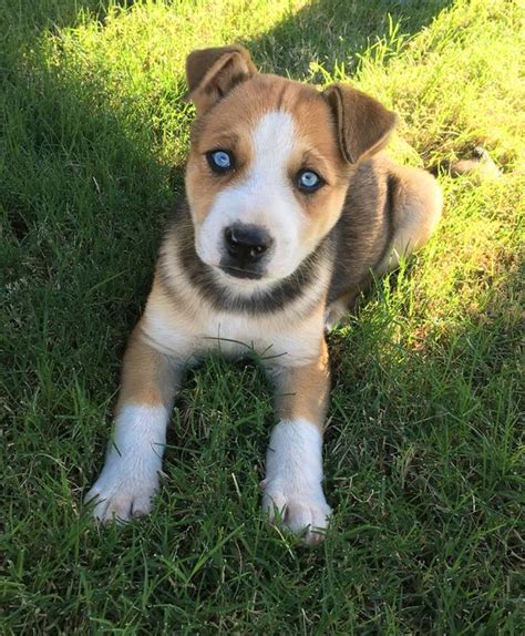While we really recommend that you acquire all animals through a rescue, we understand that some people might go through a breeder to get their pitbull husky mix puppy. Pitbull Husky Mix: A Look at the Devoted and Even-Tempered Pitsky