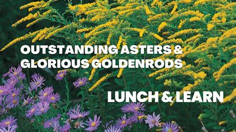 Outstanding Asters Glorious Goldenrods LUNCH LEARN Irvine Nature Center
