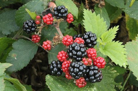 Black Berries Red Blackberries · Free Photo On Pixabay