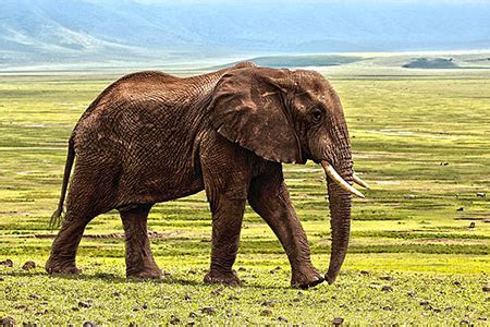 African Elephants | Facts, Diet & Characteristics | Study.com