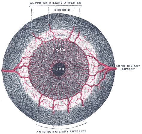 Iris dilator muscle - wikidoc