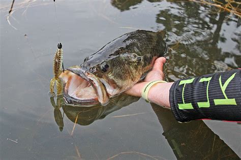 5 Ways To Maximize The Bass Spawn In Fisherman