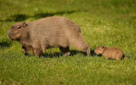 Tiny Capybara Explores With Mum At Chester Zoo Zooborns