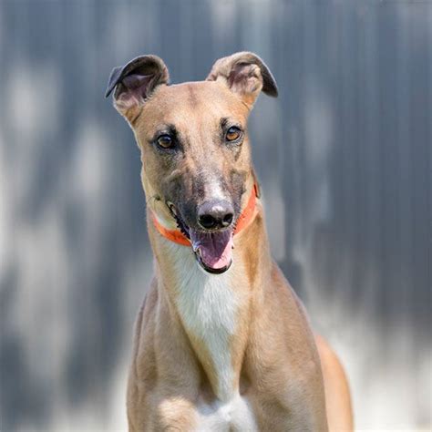 Possessing a graceful, athletic body, a greyhound at top speed is breathtaking. Racing and Wagering Western Australia | Greyhounds as Pets
