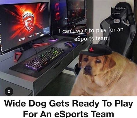 Wide Dog Gets Recruited Wide Dog Know Your Meme