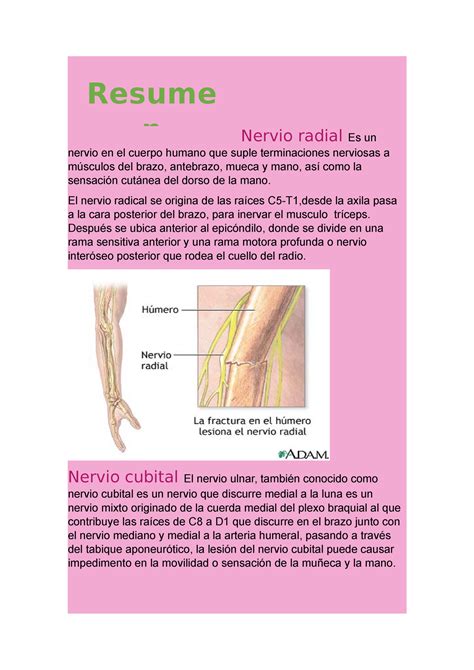 Nervio Radial Y Cubital Nervio Radial Es Un Nervio En El Cuerpo