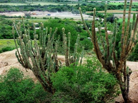 San pedro cactus loves sunshine, so make sure the plant gets enough sunlight to obtain the necessary nutrients. Index of /Images/hitchhiking-photos