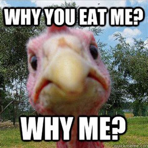 Thanksgiving Meme 016 Why You Eat Me Comics And Memes