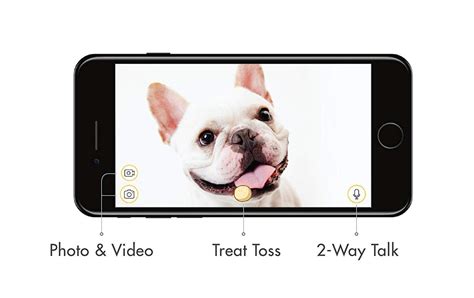 Furbo Treat Tossing Dog Camera The Green Head
