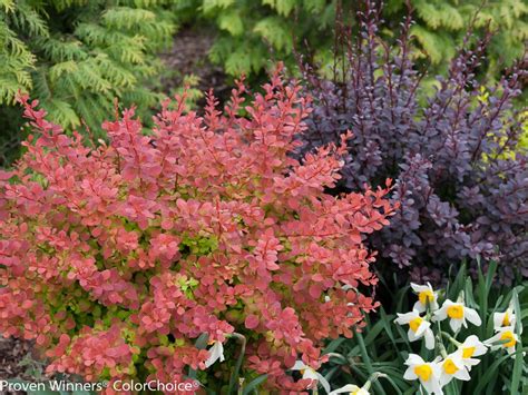 Mar 20, 2021 · it won't bloom very well in full shade, but almost all of the 27 varieties that i grow in my garden are in part shade and loving it! The Best Low-Maintenance Plants for Your Landscape | DIY