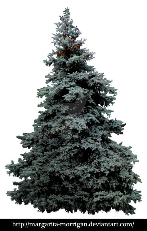 Spruce Tree Png Png Image Collection